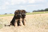 BERGER ALLEMAND 253